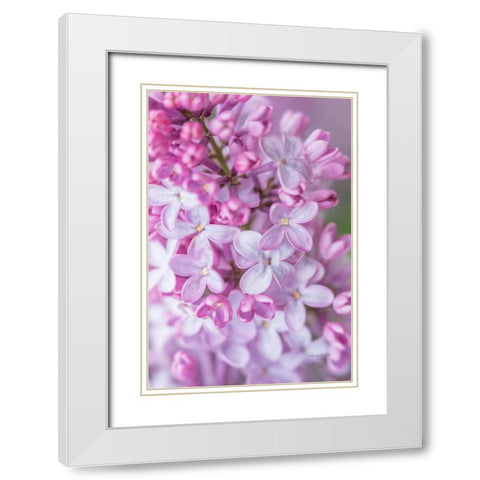 Spring Lilacs III White Modern Wood Framed Art Print with Double Matting by Murdock, Ramona