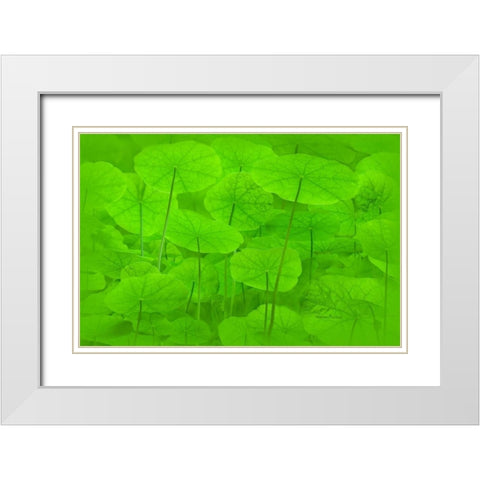 Spring Green I White Modern Wood Framed Art Print with Double Matting by Murdock, Ramona