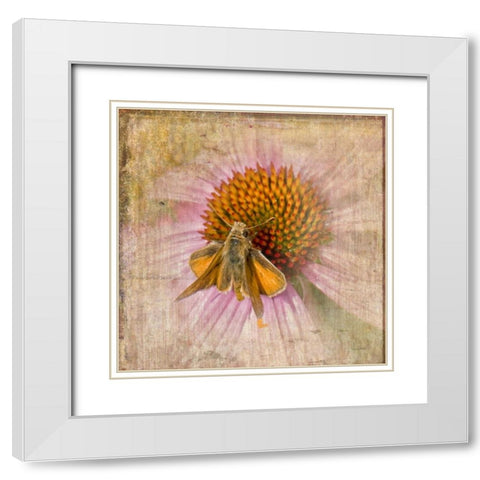 Mealy Moth White Modern Wood Framed Art Print with Double Matting by Murdock, Ramona