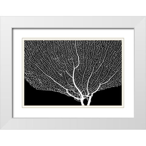 Fan Coral Drama II White Modern Wood Framed Art Print with Double Matting by Murdock, Ramona
