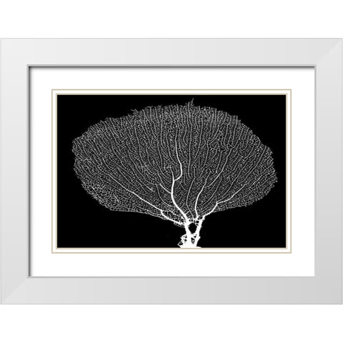 Fan Coral Drama White Modern Wood Framed Art Print with Double Matting by Murdock, Ramona