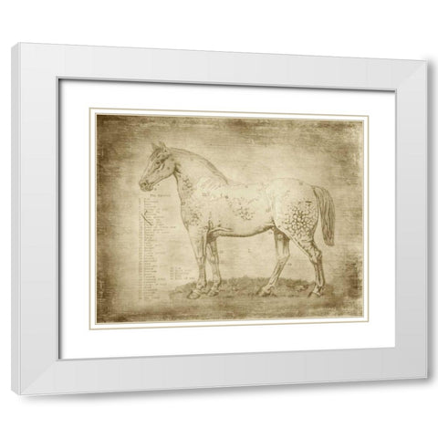 Horse Anatomy 101 White Modern Wood Framed Art Print with Double Matting by Murdock, Ramona