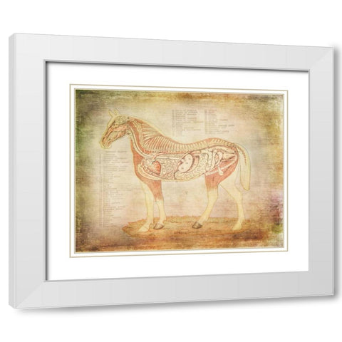 Horse Anatomy 201 White Modern Wood Framed Art Print with Double Matting by Murdock, Ramona