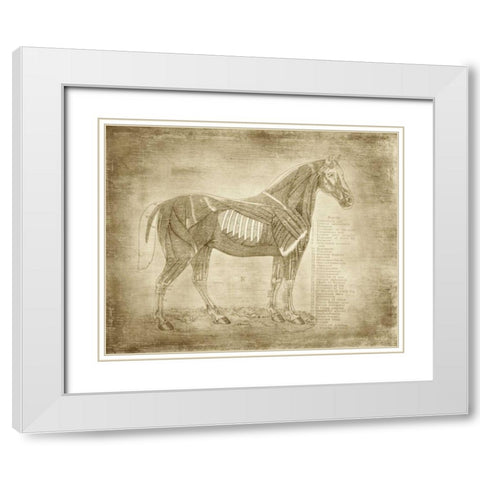 Horse Anatomy 401 White Modern Wood Framed Art Print with Double Matting by Murdock, Ramona
