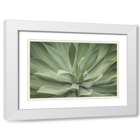 Elegant Agave White Modern Wood Framed Art Print with Double Matting by Murdock, Ramona