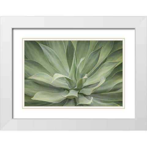 Elegant Agave White Modern Wood Framed Art Print with Double Matting by Murdock, Ramona