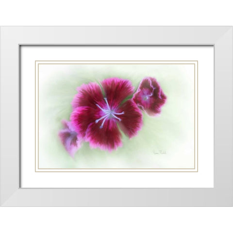 Bachelor Buttons II White Modern Wood Framed Art Print with Double Matting by Murdock, Ramona