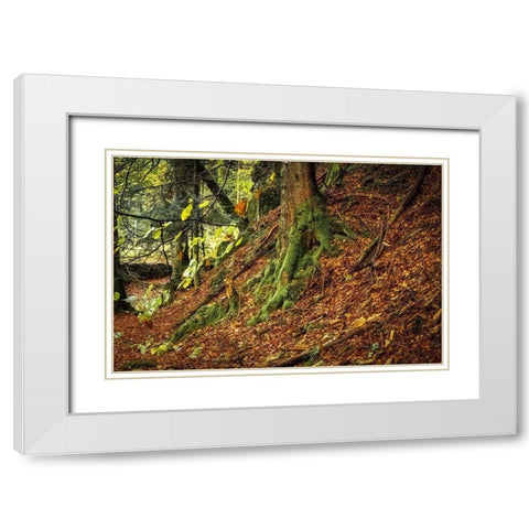 Ancient Trees White Modern Wood Framed Art Print with Double Matting by Murdock, Ramona