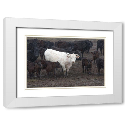 White Steer White Modern Wood Framed Art Print with Double Matting by Murdock, Ramona