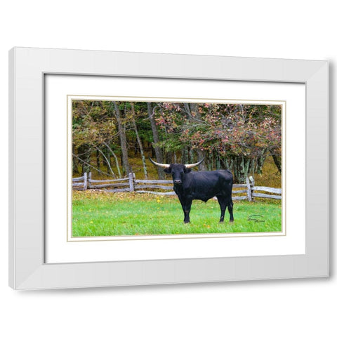 Black Steer White Modern Wood Framed Art Print with Double Matting by Murdock, Ramona