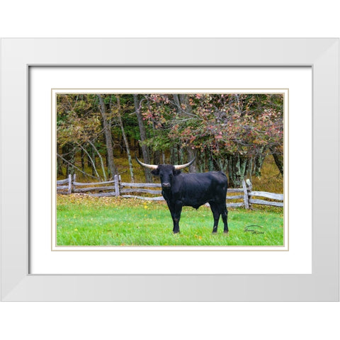 Black Steer White Modern Wood Framed Art Print with Double Matting by Murdock, Ramona