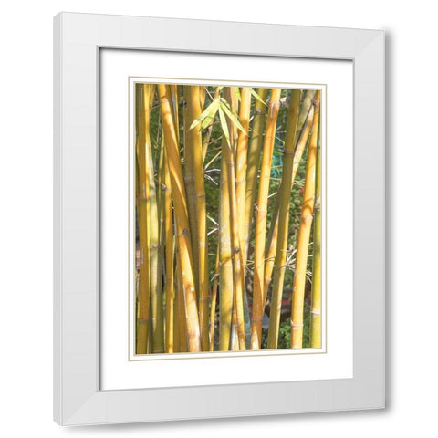 Golden Bamboo White Modern Wood Framed Art Print with Double Matting by Murdock, Ramona