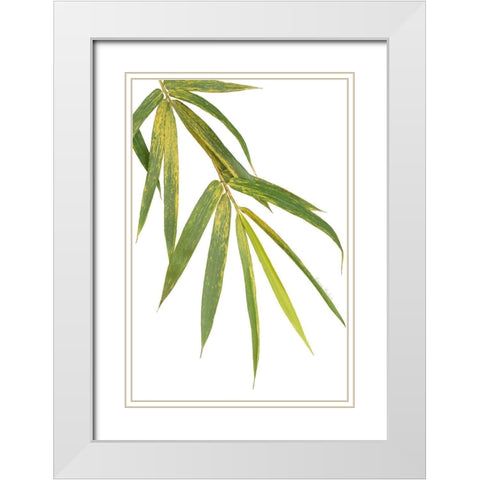 Bamboo Branch White Modern Wood Framed Art Print with Double Matting by Murdock, Ramona