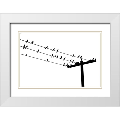 Bird Neighborhood White Modern Wood Framed Art Print with Double Matting by Murdock, Ramona