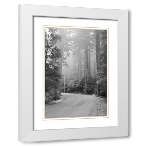 Misty Redwoods White Modern Wood Framed Art Print with Double Matting by Murdock, Ramona