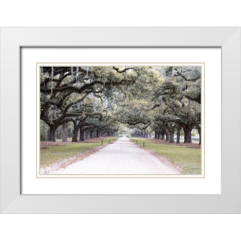 Brookgreen Avenue White Modern Wood Framed Art Print with Double Matting by Murdock, Ramona