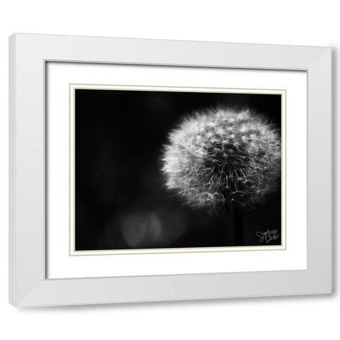 Dandelion White Modern Wood Framed Art Print with Double Matting by Dicks, Stephanie