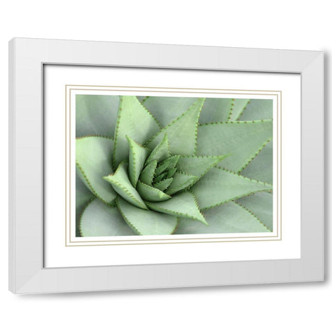 Pointed Cactus White Modern Wood Framed Art Print with Double Matting by Robinson, Tamara