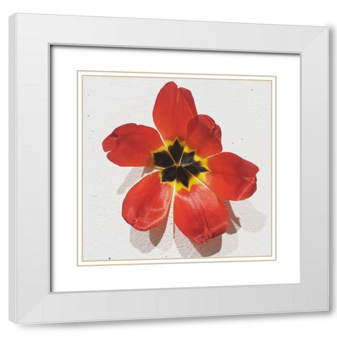 Red White Modern Wood Framed Art Print with Double Matting by Yellow Cafe