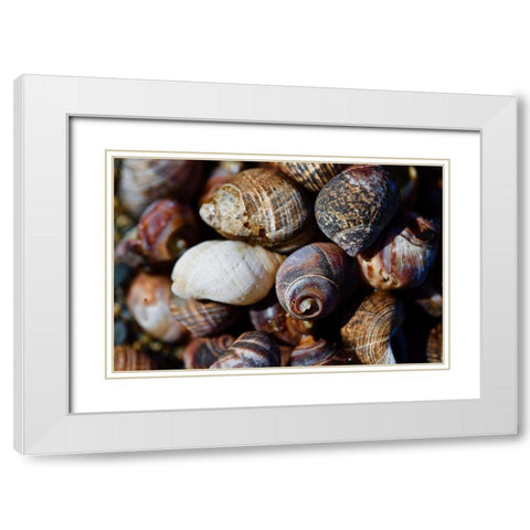Shells White Modern Wood Framed Art Print with Double Matting by Yellow Cafe