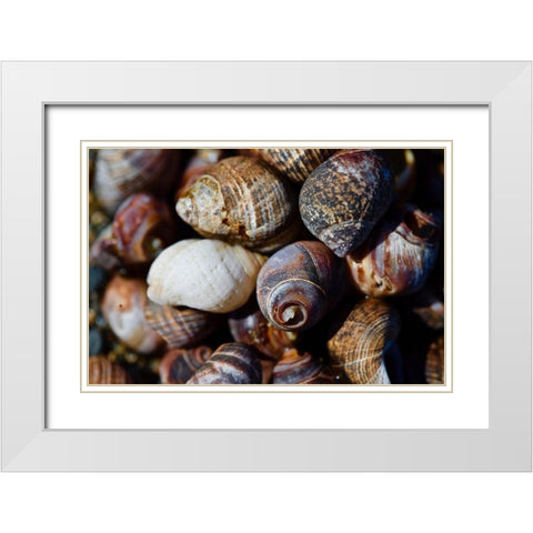 Shells White Modern Wood Framed Art Print with Double Matting by Yellow Cafe