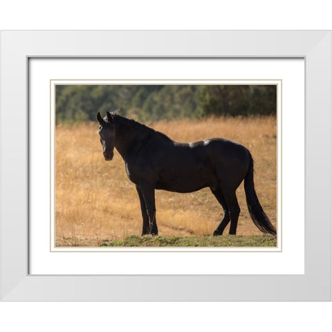 Black Beauty White Modern Wood Framed Art Print with Double Matting by Yellow Cafe