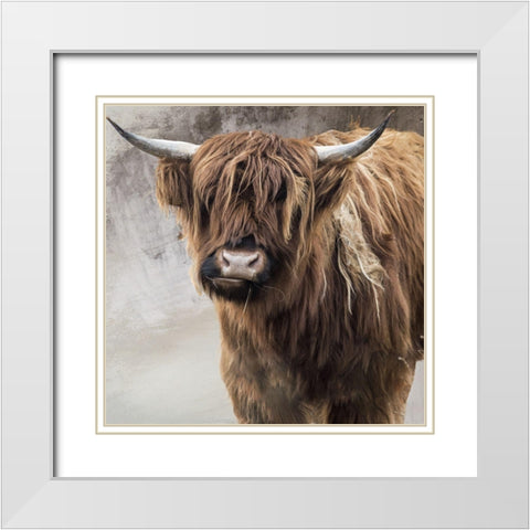 Highland Cow White Modern Wood Framed Art Print with Double Matting by Sommers, Mindy