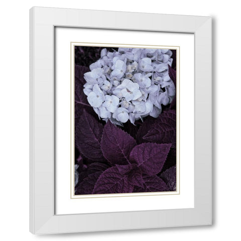 Impossible Hydrangea White Modern Wood Framed Art Print with Double Matting by Sommers, Mindy