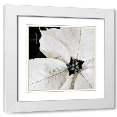 White Poinsettia White Modern Wood Framed Art Print with Double Matting by Sommers, Mindy