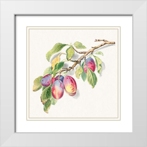 A branch of ripe plums White Modern Wood Framed Art Print with Double Matting by Anonymous