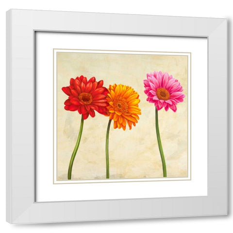Gerberas White Modern Wood Framed Art Print with Double Matting by Ann, Cynthia