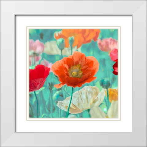 Poppies in Bloom I White Modern Wood Framed Art Print with Double Matting by Cynthia, Ann