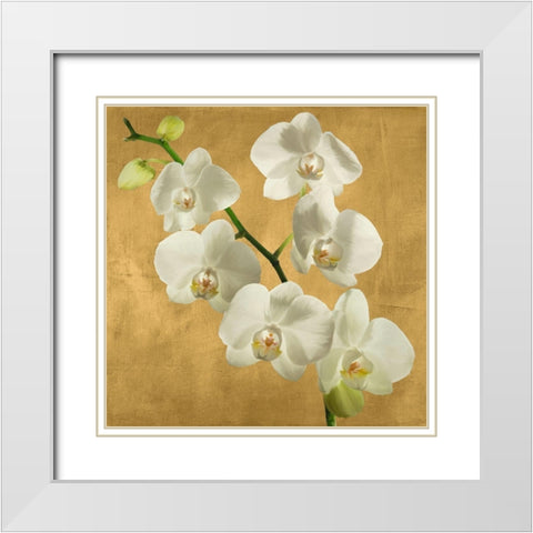 Orchids on a Golden Background I White Modern Wood Framed Art Print with Double Matting by Antinori, Andrea