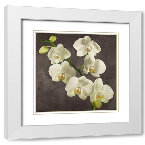 Orchids on Grey Background I White Modern Wood Framed Art Print with Double Matting by Antinori, Andrea