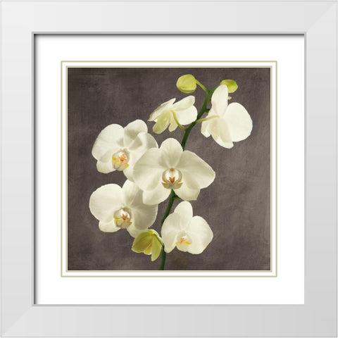 Orchids on Grey Background II White Modern Wood Framed Art Print with Double Matting by Antinori, Andrea