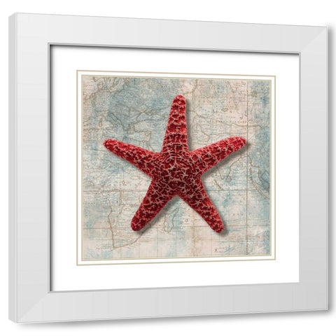 Starfish White Modern Wood Framed Art Print with Double Matting by Broome, Ted
