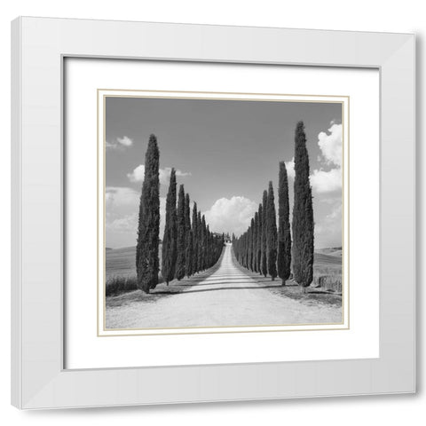 Cypress alley- San Quirico dOrcia- Tuscany (detail) White Modern Wood Framed Art Print with Double Matting by Krahmer, Frank