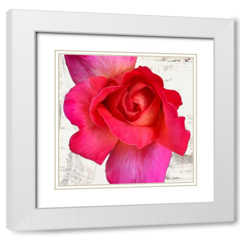 Spring Roses I White Modern Wood Framed Art Print with Double Matting by Thomlinson, Jenny