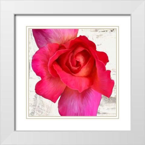 Spring Roses I White Modern Wood Framed Art Print with Double Matting by Thomlinson, Jenny
