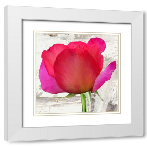 Spring Roses II White Modern Wood Framed Art Print with Double Matting by Thomlinson, Jenny