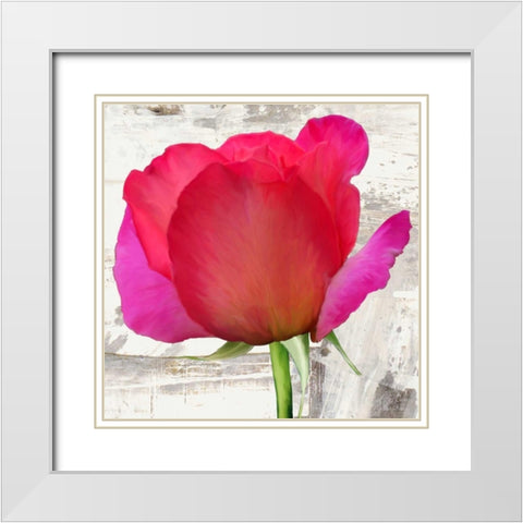Spring Roses II White Modern Wood Framed Art Print with Double Matting by Thomlinson, Jenny