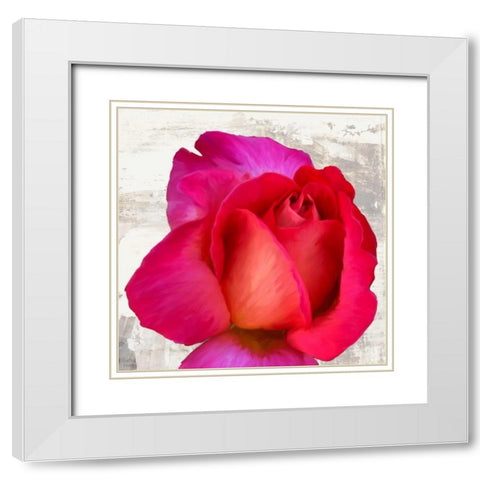 Spring Roses III White Modern Wood Framed Art Print with Double Matting by Thomlinson, Jenny
