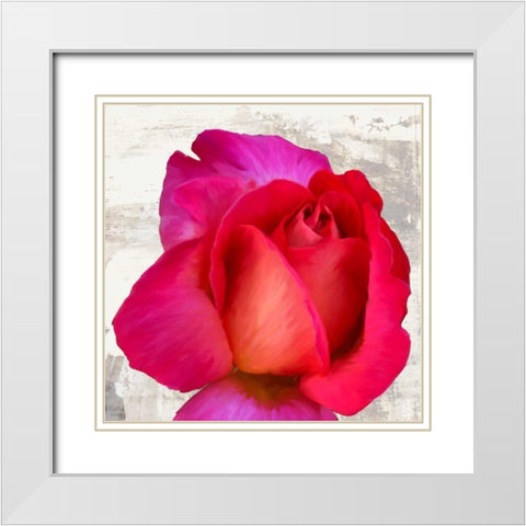 Spring Roses III White Modern Wood Framed Art Print with Double Matting by Thomlinson, Jenny