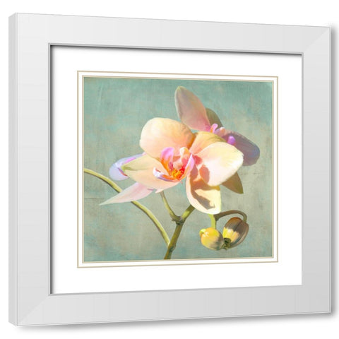Jewel Orchids II White Modern Wood Framed Art Print with Double Matting by Villa, Luca