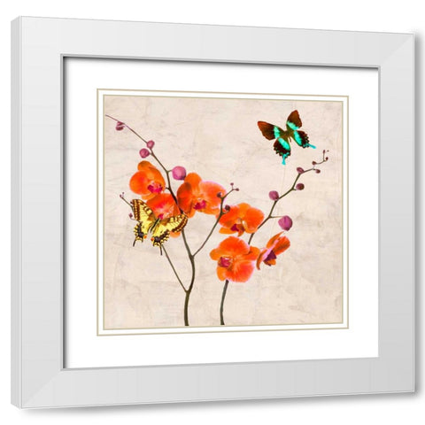 Orchids and Butterflies I White Modern Wood Framed Art Print with Double Matting by Rizzardi, Teo