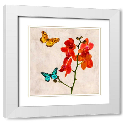 Orchids and Butterflies II White Modern Wood Framed Art Print with Double Matting by Rizzardi, Teo