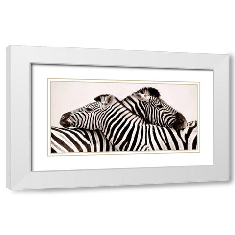 Zebras in love White Modern Wood Framed Art Print with Double Matting by Anonymous