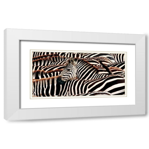 Herd of zebras White Modern Wood Framed Art Print with Double Matting by Pangea Images