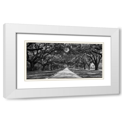 Tree lined plantation entrance, South Carolina White Modern Wood Framed Art Print with Double Matting by Anonymous