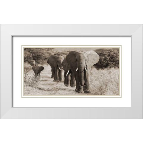 Herd of African Elephants- Kenya White Modern Wood Framed Art Print with Double Matting by Anonymous